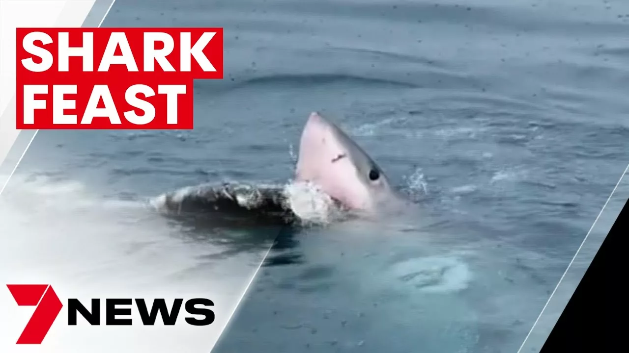 Warning for Swimmers and Boaties Near Port Lincoln After Shark Spotted Feeding On Carcass | 7NEWS