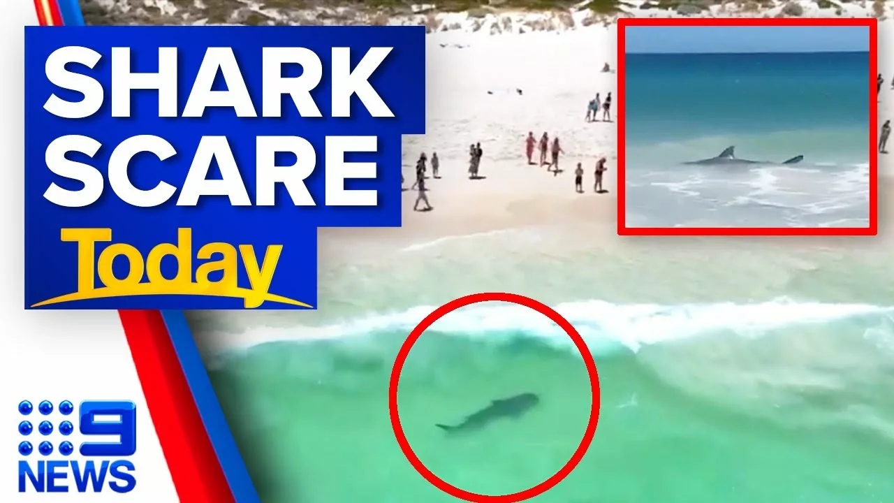 2.5-Meter Tiger Shark Filmed Swimming at Aussie Beach | 9 News Australia