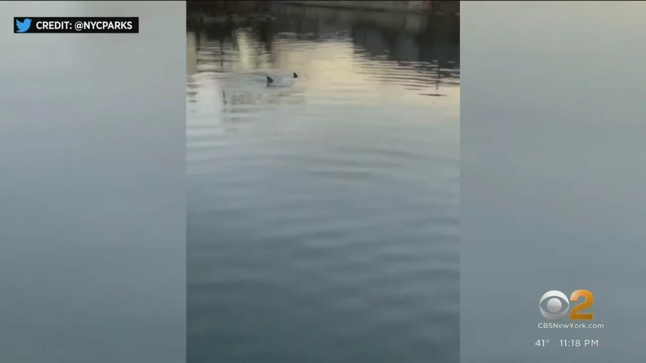 Dolphins Spotted Swimming in the Bronx River This Week | CBS New York
