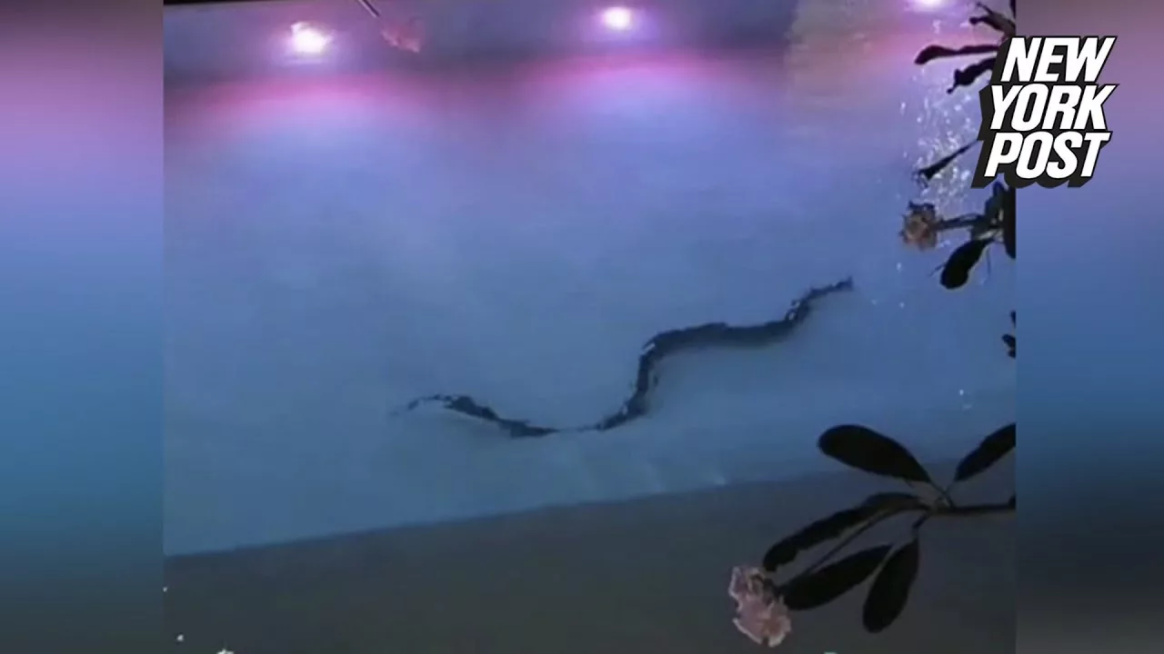 Monster Snake Spotted Swimming in Pool | New York Post