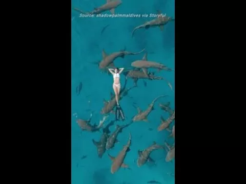 Swimmer Floats Serenely Above Nurse Sharks in Maldives | News.com.au