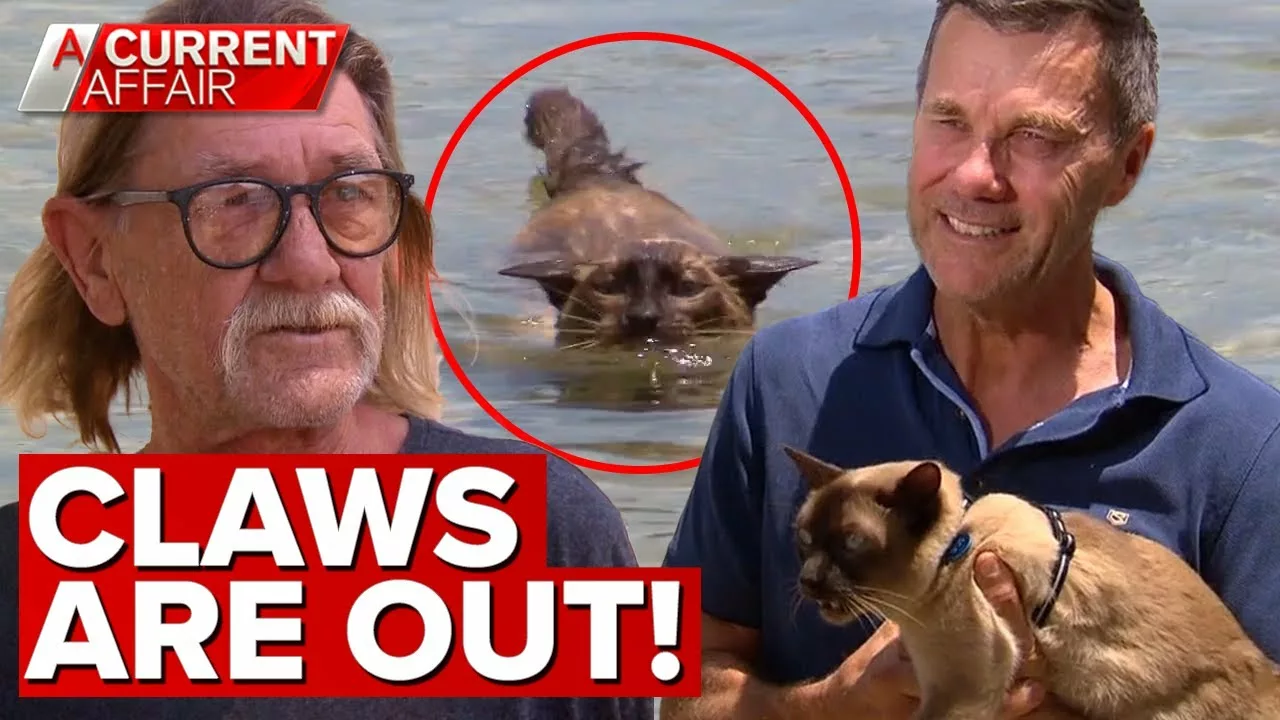 Swimming Cat Sparks Local Uproar | a Current Affair