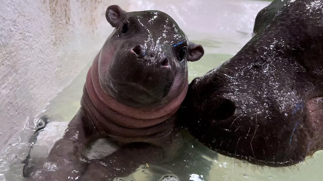 Three-Week-Old Richmond Zoo Pygmy Hippo Has First Swimming Lesson With Mom | WRIC