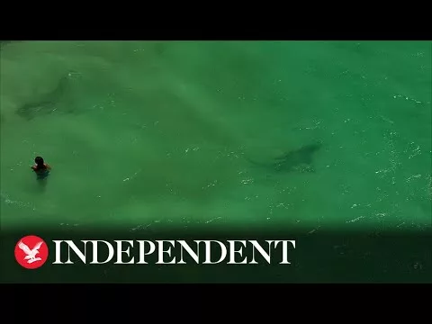 Tiger Shark Filmed Weaving Through Clueless Swimmers at Perth Beach | The Independent
