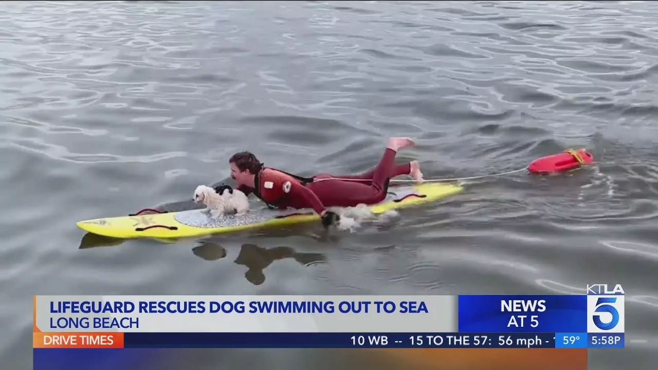Long Beach Lifeguard Rescues Dog Swimming Out to Sea | KTLA 5
