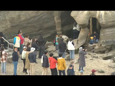 Officials Urge Public to Respect Wildlife at la Jolla Cove | CBS 8 San Diego