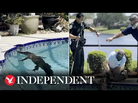 Watch as 8ft Alligator Takes a Swim in Florida Swimming Pool