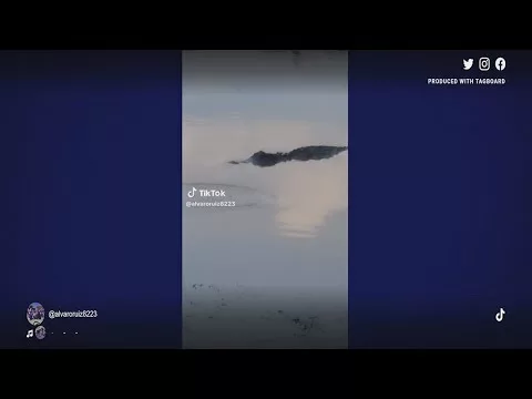 Alligators Trap Swimmers at Texas State Park | KHOU 11