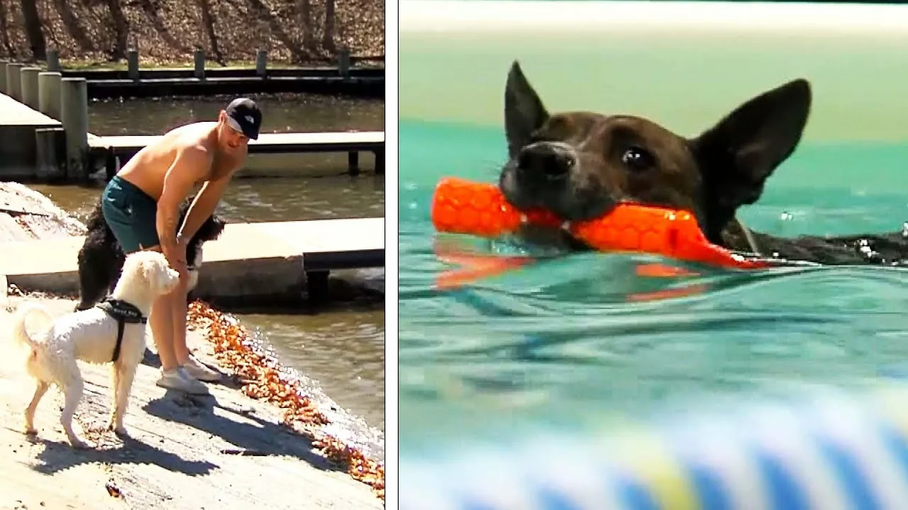 Dogs Do Not Innately Know How to Swim | Inside Edition