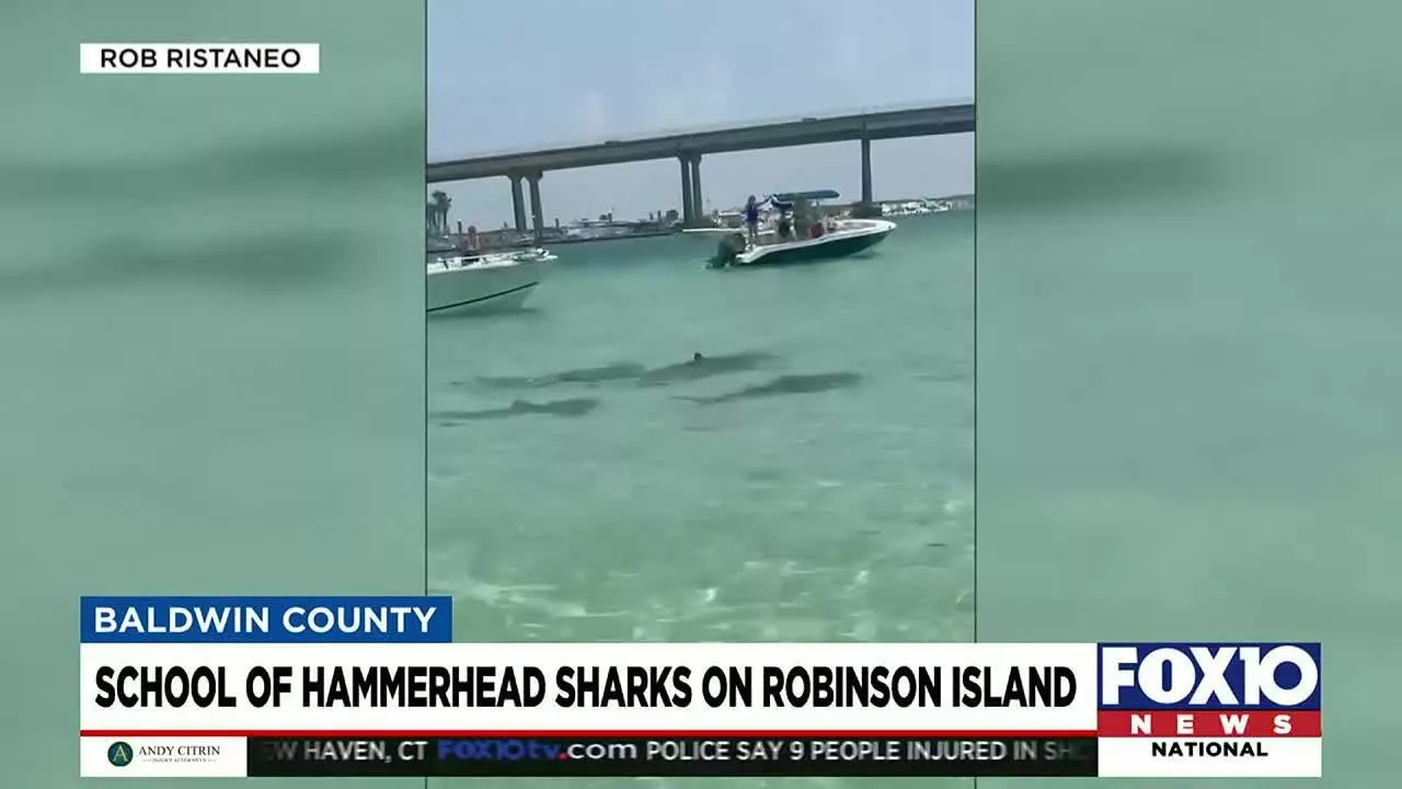 Hammerhead Sharks Circle Swimmers, Boaters Near Robinson Island | FOX10 News