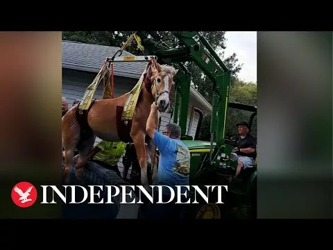 Horse Rescued From Swimming Pool by Tractor After Getting Spooked and Jumping In | The Independent