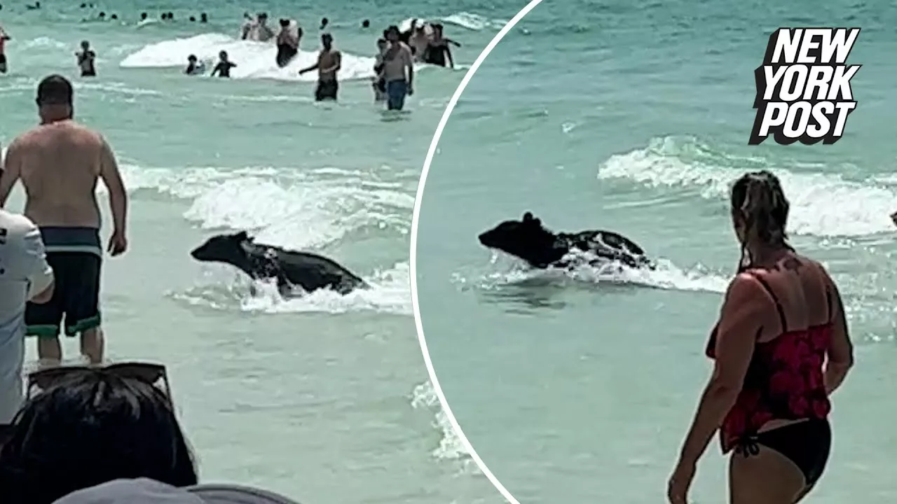 Watch: Bear Shocks Florida Beachgoers by Swimming Out of Ocean | New York Post