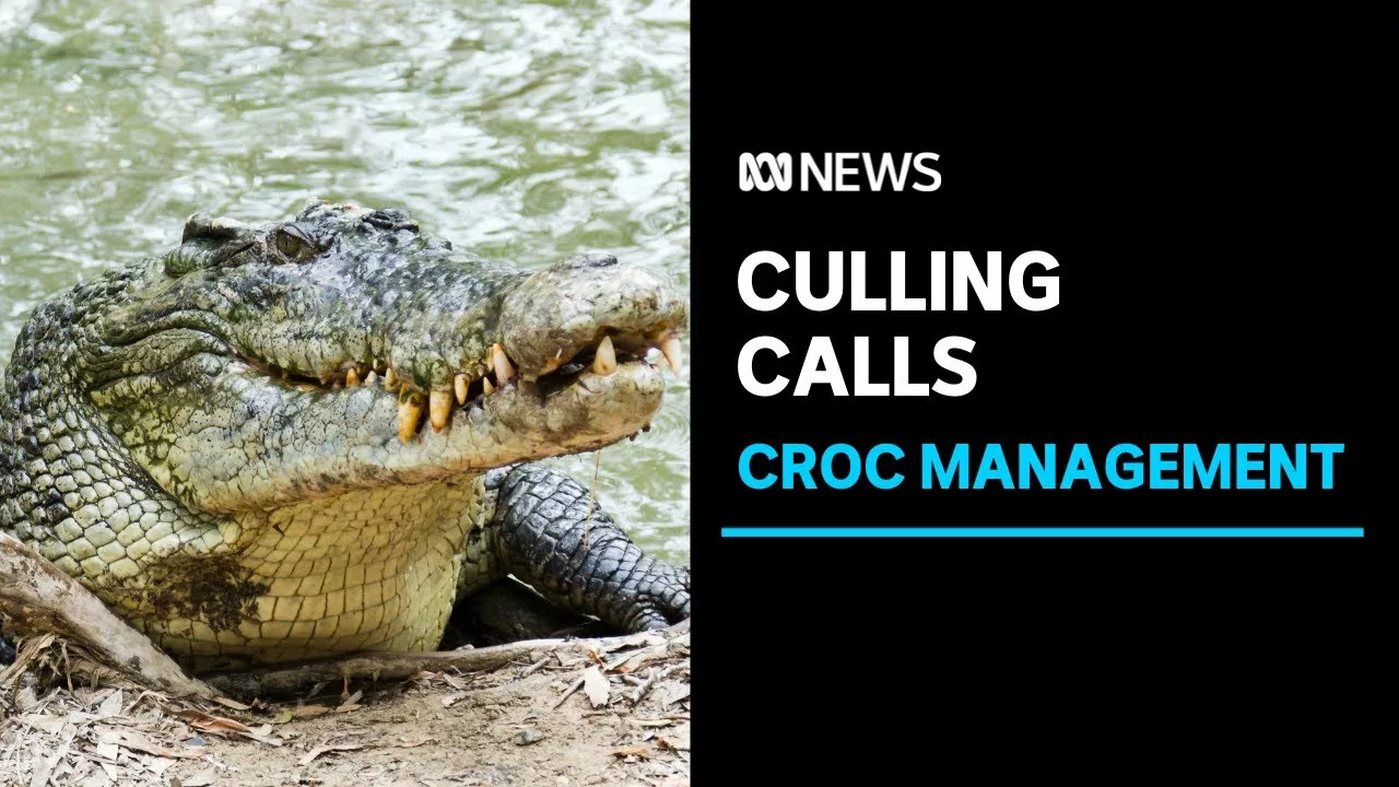 Crocodile Attacks, Injures Man at Popular Swimming Spot in Australia: “Extremely Scary” | CBS News Crocodile Attacks, Injures Man at Popular Swimming Spot in Australia: “Extremely Scary” | CBS News