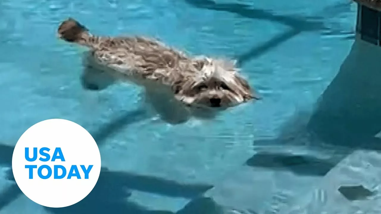 Dog Floats in Swimming Pool to Cool Down | USA TODAY