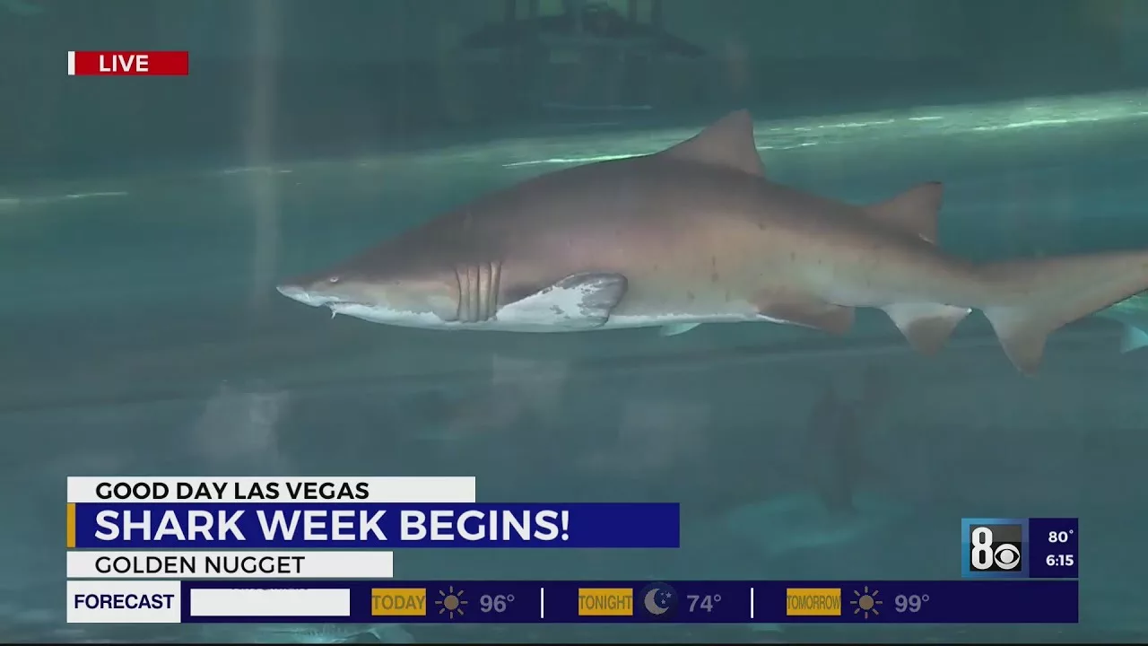 Swim with sharks during Golden Nugget Shark Days | 8 News NOW Las Vegas