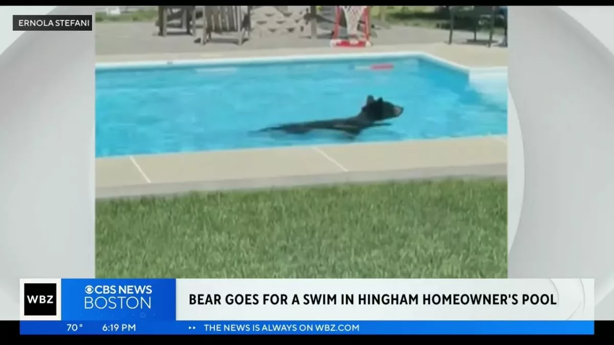 Bear Goes for a Swim in Hingham Homeowner’s Pool | CBS Boston