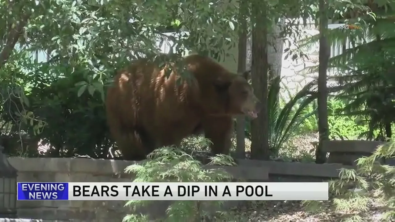 Bears Swim in Pool, Enjoy Summer Day in Southern California | WGN News