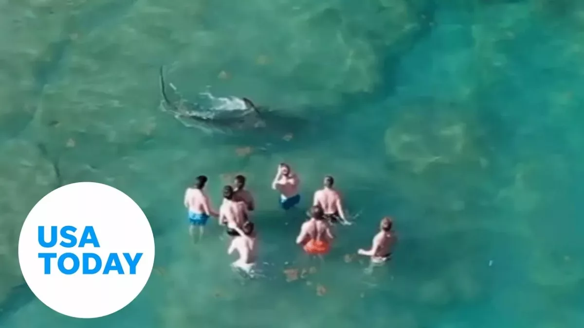Curious Hammerhead Shark Gets Within Feet of Shocked Swimmers | USA TODAY