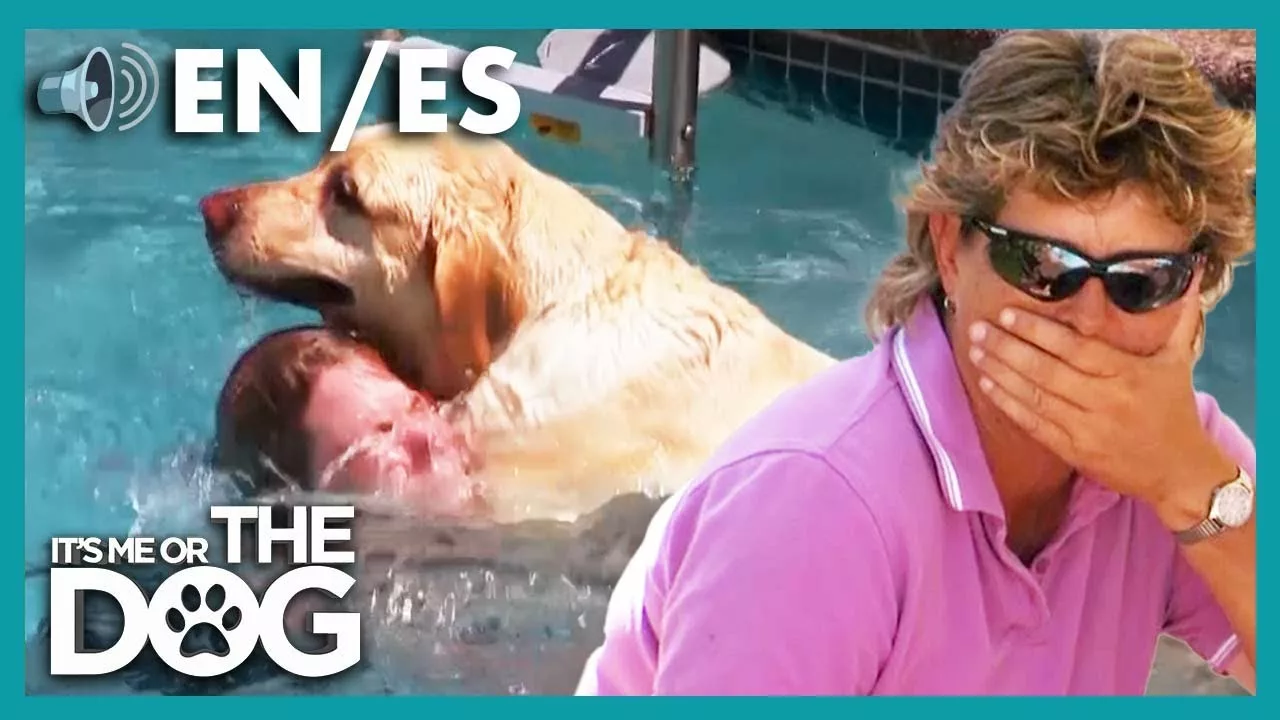 Heavy Labrador Jumps on Swimmers and Causes Serious Injuries | It’s Me or the Dog