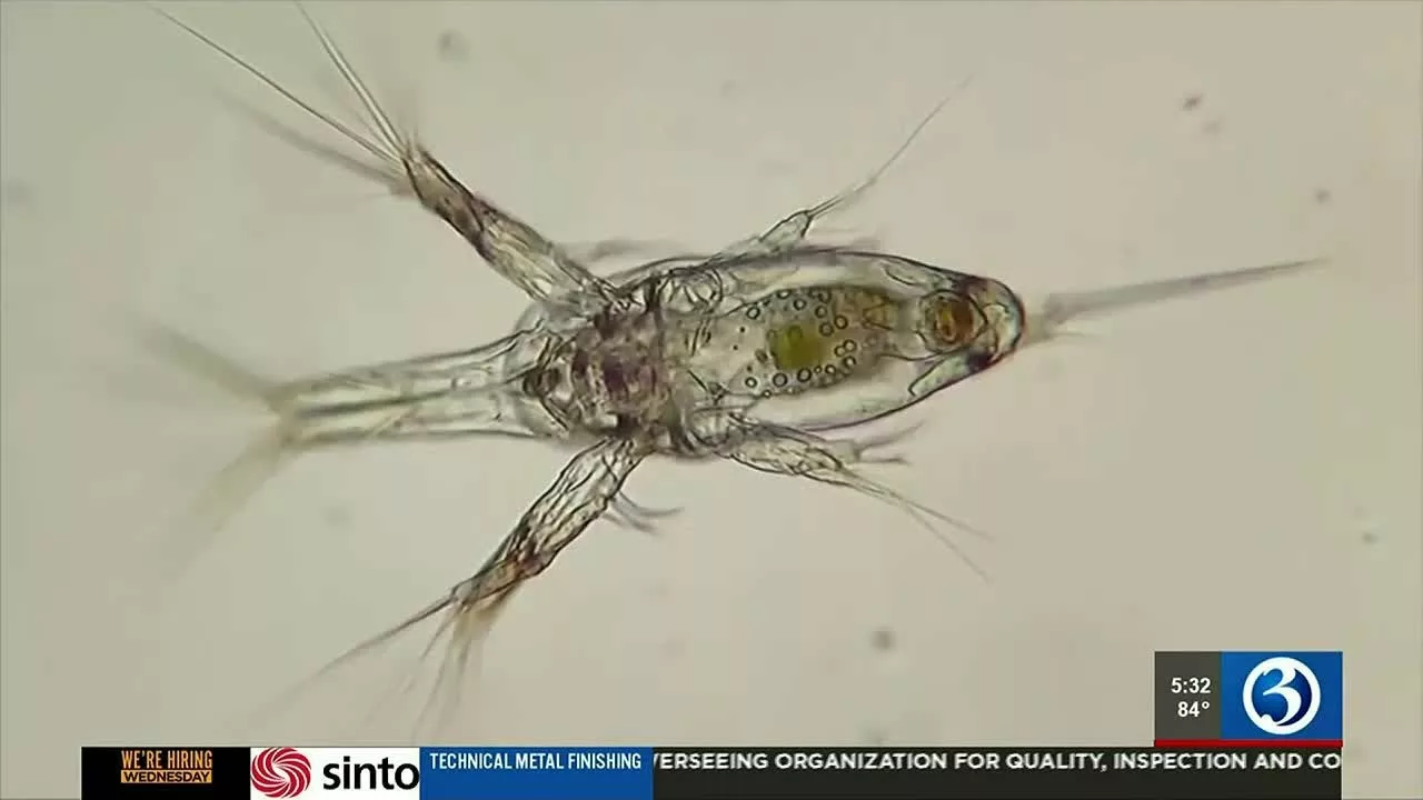 Local Professor Talks About What Is Swimming in the Ocean With You | WFSB 3