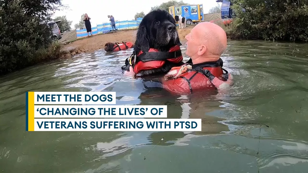 Newfoundland Dogs ‘Saved the Life’ of Veteran Suffering From PTSD | Forces News