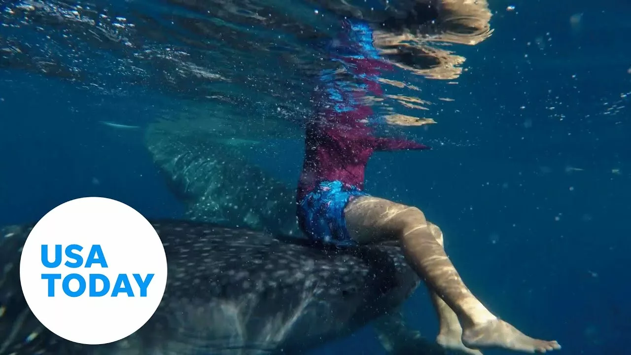 Watch: Snorkeler Catches a Ride From a Massive Whale Shark | USA TODAY