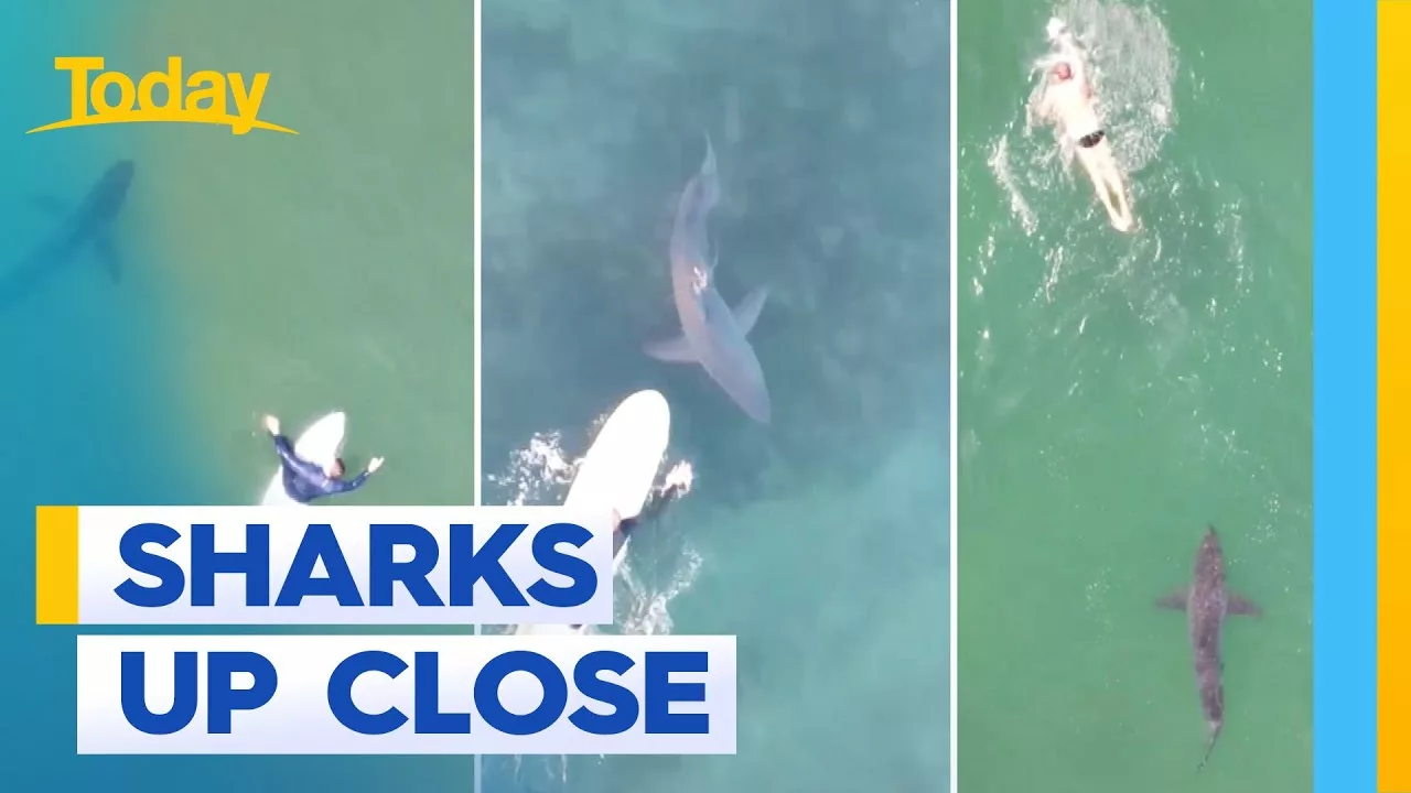 Unbelievable Vision of Great White Shark Sneaking Up on Swimmer | Today Show Australia