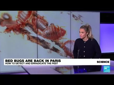 Paris Hit by Bedbug Invasion Ahead of Summer Olympics | France 24 English