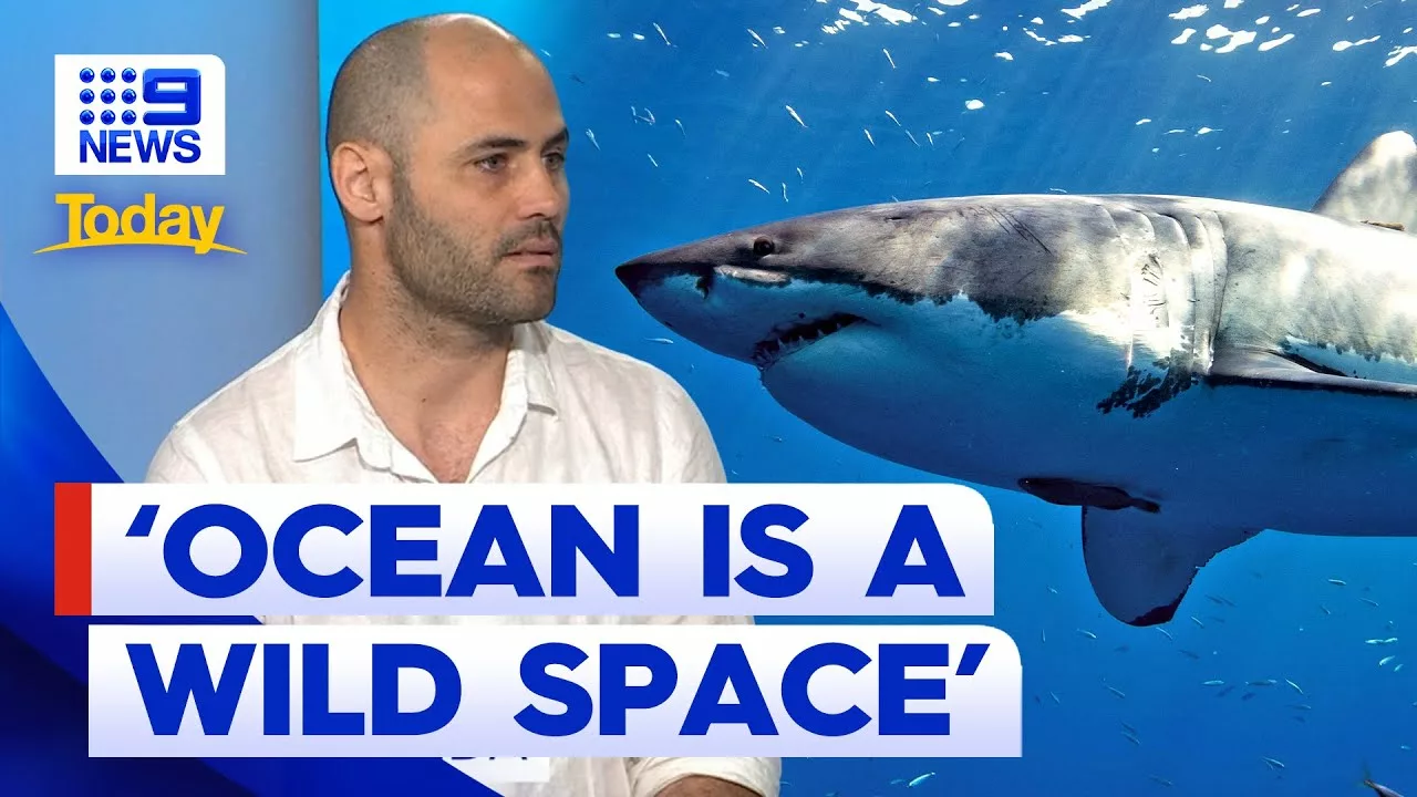 Shark Scientist Explains Signs to Look Out for When Swimming | 9 News Australia