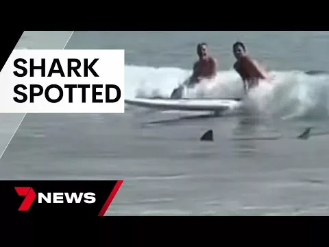 Shark Spotted in Between the Flags at Manly Beach | 7 News Australia