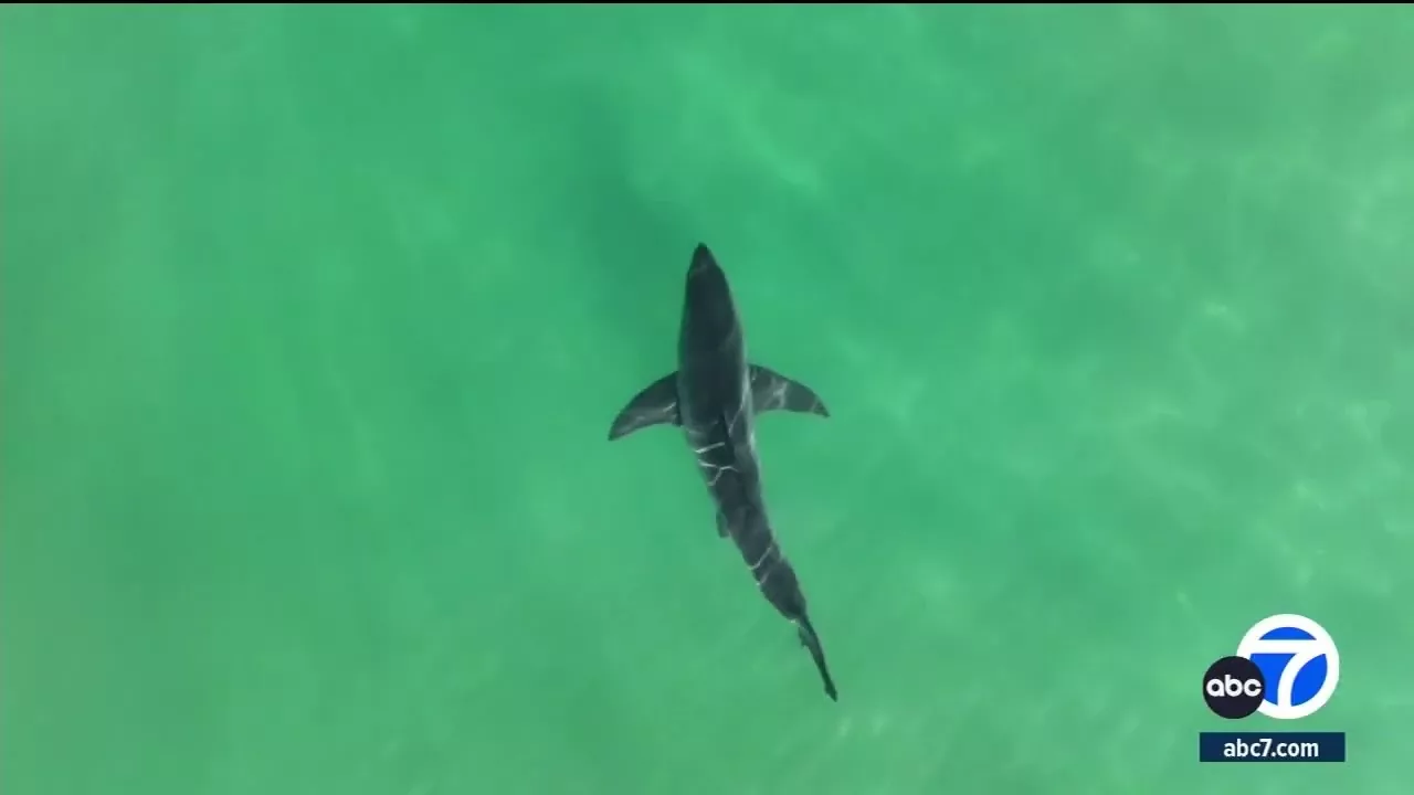CSU Long Beach Shark Lab May Lose Funding, Cut Programs That Protect Swimmers | ABC 7